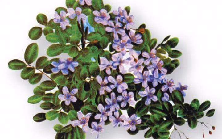 Lignum Vitae là loài cây sinh trưởng rất chậm. Gỗ này rất cứng và nặng, có độ bền cao.