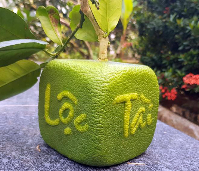 Chiem nguong buoi thoi vang sap ra mat dip Tet 2019-Hinh-2