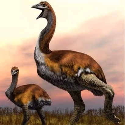 Loi giai cho su bien mat cua loai chim lon nhat the gioi