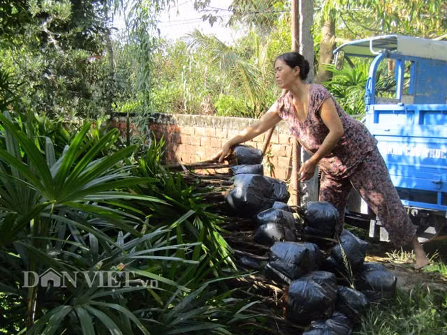 Bà Nguyễn Thị Hồng Hạnh đang bất bật kiểm đếm và bàn giao 2.000 cây Mật cật giao cho khách hàng tới từ TP.Cần Thơ.