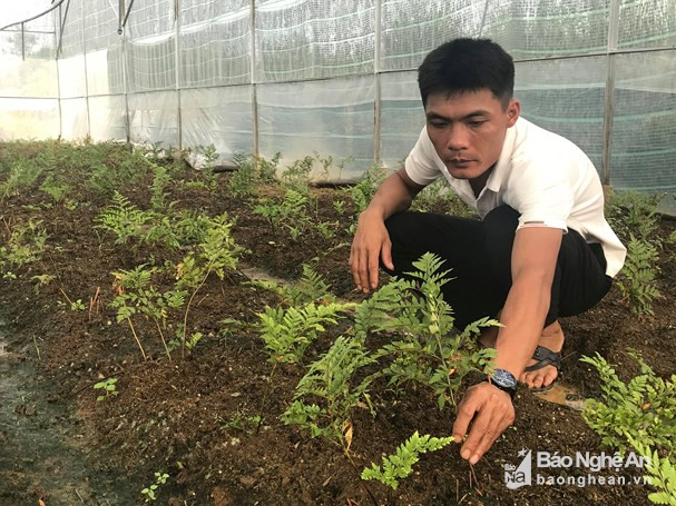 Thanh niên Nguyễn Hữu Khánh khởi nghiệp với mô hình trồng cây dương xỉ Pháp trong nhà màng. Ảnh: Minh Thái