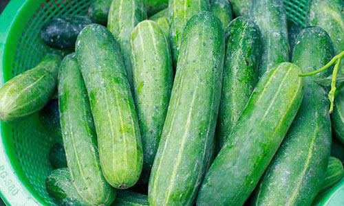 Uống nước ép dưa chuột, ăn sống hoặc chế biến thành nhiều món salad khác nhau sẽ giúp chị em giảm mỡ bụng và làm đẹp da cực tốt.