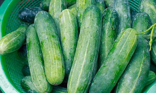 Uống nước ép dưa chuột, ăn sống hoặc chế biến thành nhiều món salad khác nhau sẽ giúp chị em giảm mỡ bụng và làm đẹp da cực tốt. Uống nước ép dưa chuột, ăn sống hoặc chế biến thành nhiều món salad khác nhau sẽ giúp chị em giảm mỡ bụng và làm đẹp da cực tốt.