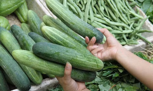 4 diem den cua qua dua chuot chua day hoa chat doc hai