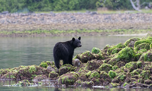 Gau den cao mu mat mot nguoi phu nu tai nha rieng