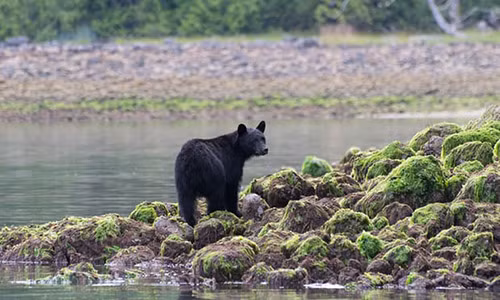 Gau den cao mu mat mot nguoi phu nu tai nha rieng