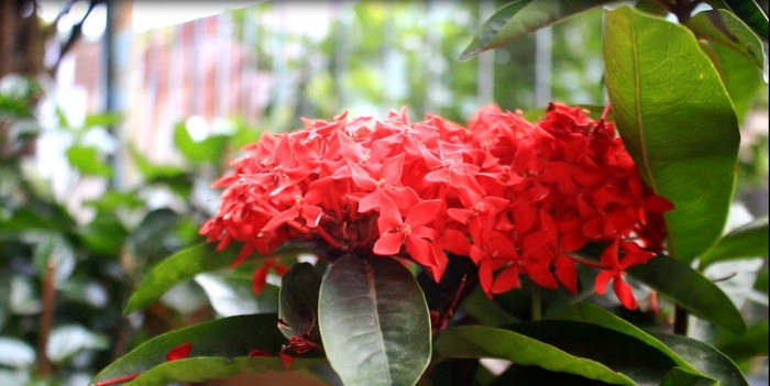 Nhà của Hồng Duy trồng nhiều loài hoa và cây cảnh.