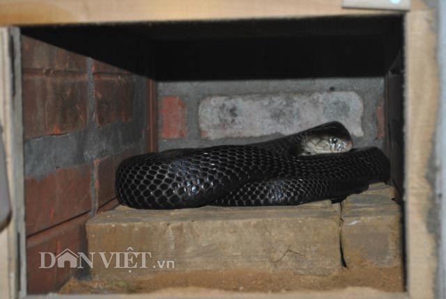 Rong ra 20 nam nuoi ran ho mang-mang xa cuc doc o Dong Dat-Hinh-2