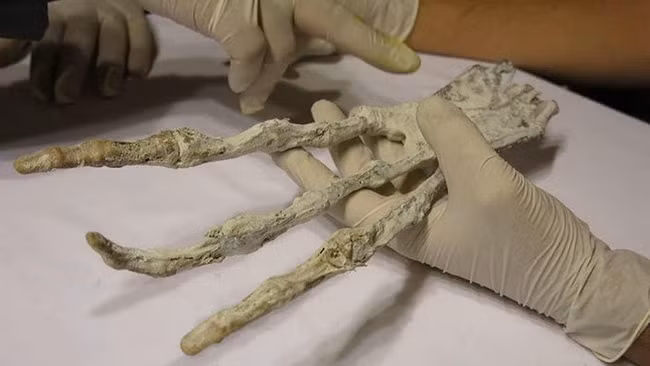 Viện Inkari-Cusco, một nhóm các nhà nghiên cứu huyền bí tự xưng, đã tuyên bố đã tìm thấy một móng vuốt lớn ngoài hành tinh trong khi khai quật hang động Cusco vào năm 2016.