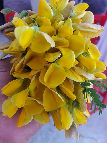 Theo kinh nghiệm của người dân, hái bông điên điển nên hái vào buổi nửa đêm, từ 11h đêm hôm trước cho đến 10h sáng hôm sau. Đây là lúc hoa tươi ngon, bông mới hé nhụy và cũng là thời gian để người dân hái bông kịp cho buổi chợ ngày hôm sau. Tới trưa là khoảng thời gian bông điên điển nở, bông không còn độ bùi thơm. (Ảnh: Dân Việt)