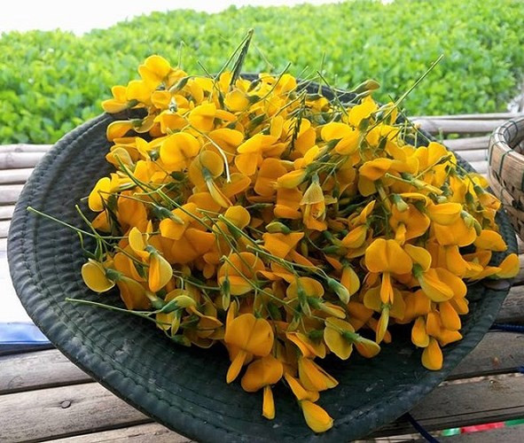 Anh Trần Văn Sang, người có nhiều năm kinh nghiệm trồng điên điển lấy bông tại Châu Phú, An Giang cho hay: “Thu nhập từ loại cây này rất tốt, công chăm sóc ít. Món đặc sản ngày càng được thị trường ưa chuộng".(Ảnh: Dân Việt)