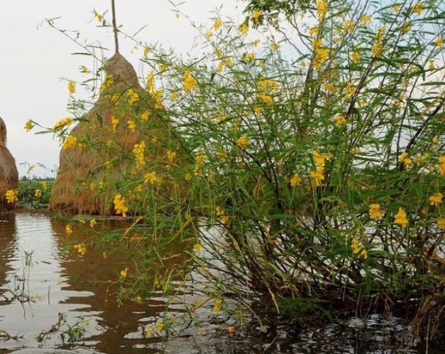 Sản lượng bông điên điển dựa vào độ nước dâng cao hay thấp. Nước dâng cao, lượng dưỡng chất cho cây càng lớn thì sản lượng bông càng tăng. (Ảnh: Dân Việt)