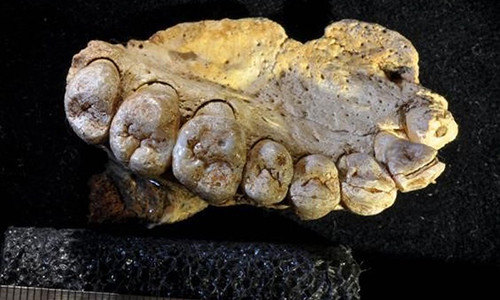 Hóa thạch mới vừa được phát hiện ở Israel, có thể khiến giới khoa học viết lại lịch sử loài người. Ảnh: AP