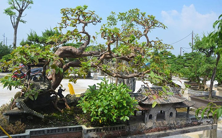 Theo chủ nhân của cây ổi, năm 2016, tại hội chợ cây ở quận Long Biên có khách đến năn nỉ trả ông hơn 2 tỷ mua cây ổi nhưng ông không bán.