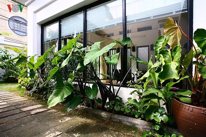 Khi không có nhiều đất mà vẫn muốn làm vườn thì sao, làm thế nào? Quan trọng là bạn có yêu thiên nhiên, yêu cây cối và có thích làm vườn không thôi. Chỗ nào cũng có thể là vườn và không nhất thiết phải là những loại cây có “tên”, có “thương hiệu” thì vườn mới đẹp. Có thể là những loại cây rất dân dã và dễ sống như… cây khoai; hoặc có thể là mấy dây leo xanh len lỏi cùng ánh nắng bên một khoảng sân trời…