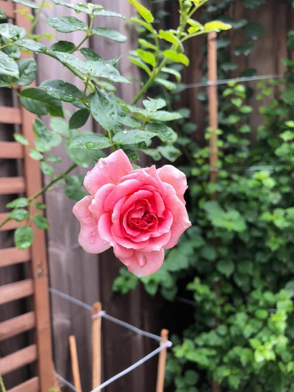 Mặc dù bận rộn với công việc nhưng Tăng Thanh Hà vẫn dành thời gian để chăm sóc vườn hoa.