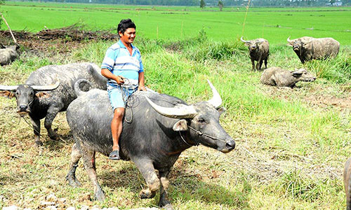 Mặc dù đã sắm được xế hộp bạc tỷ, nhưng tỷ phú "du mục" Nguyễn Hồng Ngự vẫn không bỏ được thói quen đi dép lê, cưỡi trâu. Ảnh: Bình Nguyên.