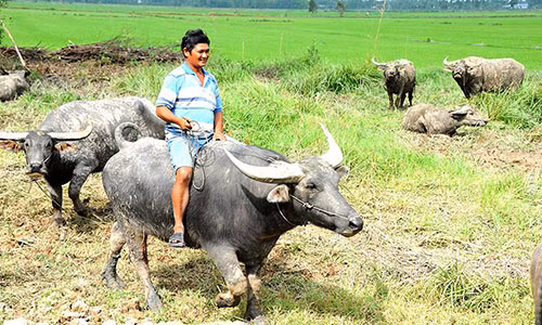 Mặc dù đã sắm được xế hộp bạc tỷ, nhưng tỷ phú "du mục" Nguyễn Hồng Ngự vẫn không bỏ được thói quen đi dép lê, cưỡi trâu. Ảnh: Bình Nguyên.