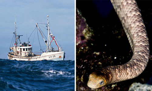 Vua keo luoi danh ca, bi con vat trong luoi can tu vong