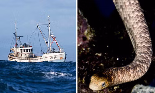 Vua keo luoi danh ca, bi con vat trong luoi can tu vong