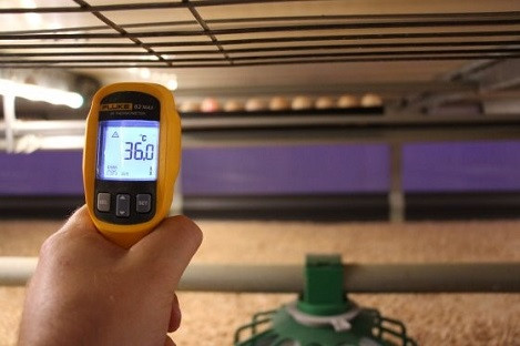 Môi trường không khí trong trại gia cầm dễ dàng quản lý. Trước khi đưa gà vào trại, nhiệt độ được điều chỉnh thủ công. Ảnh: Dick van Doorn