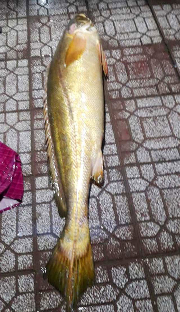 Ngu dan Ca Mau bat duoc ca duong quy hiem tuong da tuyet chung