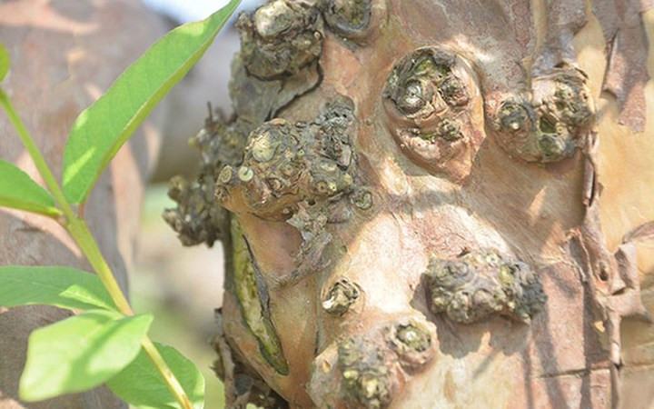 Thân cây ổi có nhiều nốt xù xì trông cổ kính.