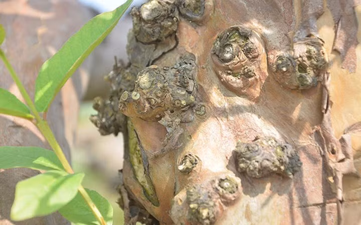 Thân cây ổi có nhiều nốt xù xì trông cổ kính.