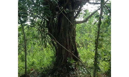 Cây trên rẫy ông Nguyễn Mẹo nhỏ và khác với cây đa sộp. (Ảnh do Chi cục Kiểm lâm tỉnh Phú Yên cung cấp)