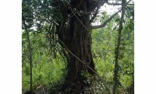 Cây trên rẫy ông Nguyễn Mẹo nhỏ và khác với cây đa sộp. (Ảnh do Chi cục Kiểm lâm tỉnh Phú Yên cung cấp)