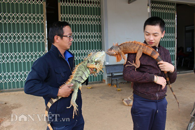 Những chú rồng gai góc nhưng rất hiền lành và dễ gần. Ảnh: Văn Long.