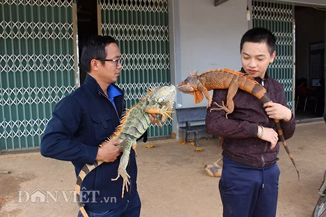 Những chú rồng gai góc nhưng rất hiền lành và dễ gần. Ảnh: Văn Long.