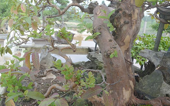 Cây ổi có đường kính khoảng 30cm, cao 1,3m, ngang 2,3m.