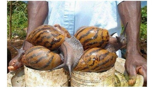 Ốc sên khổng lồ – món ăn được ưa chuộng ở châu Phi