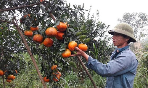 Những vườn cam chín đỏ những ngày giáp tết. Ảnh: Nguyễn Duyên.