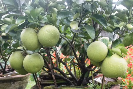 Mỗi chậu bưởi cảnh có giá trên 1 triệu đồng. Ảnh: C.T