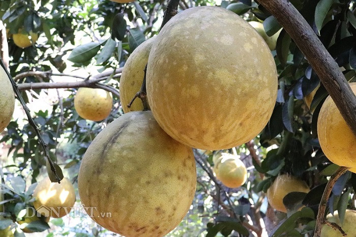 Vuon buoi chi chit trai chin vang ruom o vung dat Yen Chau-Hinh-2