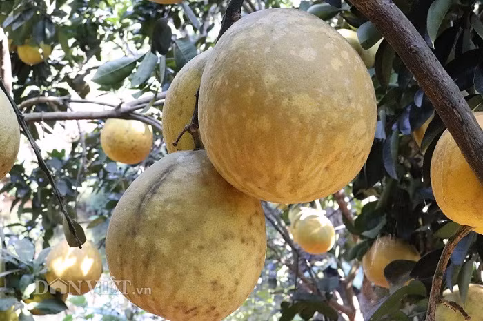 Vuon buoi chi chit trai chin vang ruom o vung dat Yen Chau-Hinh-2