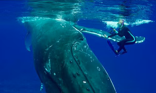 Con cá voi thậm chí còn dùng vây để che chở cho Nan.