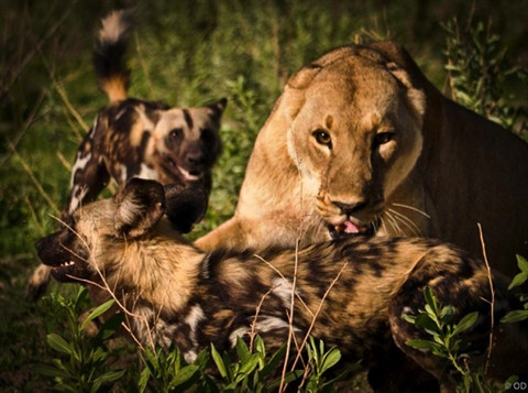 Sư tử cái tấn công một con đực trong đàn đầu tiên với cú đớp chí mạng để phủ đầu đàn linh cẩu. Như những lần trước, đàn linh cẩu sẽ rút lui nhưng lần này quyết tâm tấn công lại để cứu thành viên trong đàn.Một cuộc chiến đáng kinh ngạc diễn ra ầm ĩ với liên tục những đòn tấn công từ đàn linh c ẩu. Trước số lượng quá đông của kẻ địch, sư tử chỉ còn biết phòng thủ và gầm gừ dọa nạt. 