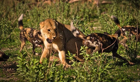 Thay vì bỏ chạy như thường lệ, lần này linh cẩu đã đối đầu lại.