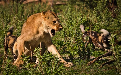 Sư tử cái không thể tấn công được kẻ địch. Sư tử lui vào thế phòng thủ và chỉ biết gầm gừ.