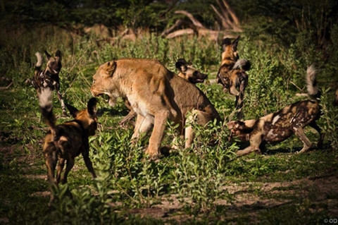 Linh cẩu là loài đi săn theo đàn, sống hoang dã ở châu Phi và được biết đến với tập tính bầy đàn rất cao. Sư tử cái tấn công bằng những đòn chí mạng.