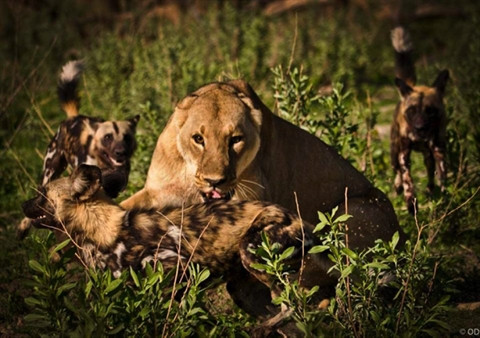 Một vài con linh cẩu đã bị thương trong cuộc chiến này nhưng vẫn không hề sợ hãi mà tiếp tục tấn công khiến sư tử phải rút lui. Sư tử cũng bị thương khá nhiều dù không nghiêm trọng và chắc chắn, nó có thêm một kẻ thù mới trong tương lai. 