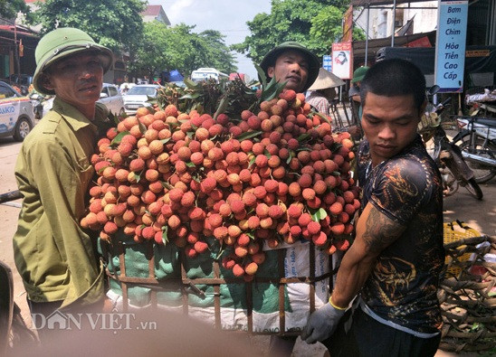 Vào những ngày thu hoạch vải, nghề bốc vác, cân vải lên ngôi, người làm nghề này có thu nhập khá tốt.