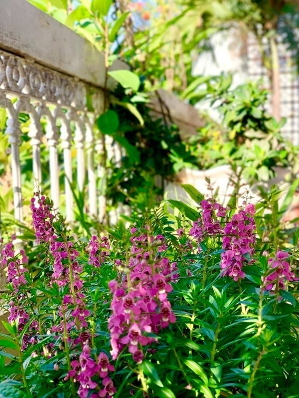 Mỹ Lệ rất yêu thích việc trồng hoa nên có vô vàn các loài hoa từ hoa hồng, mẫu đơn, lan... đua nhau khoe sắc khiến ngôi nhà của nữ ca sĩ luôn ngập tràn những sắc hương.