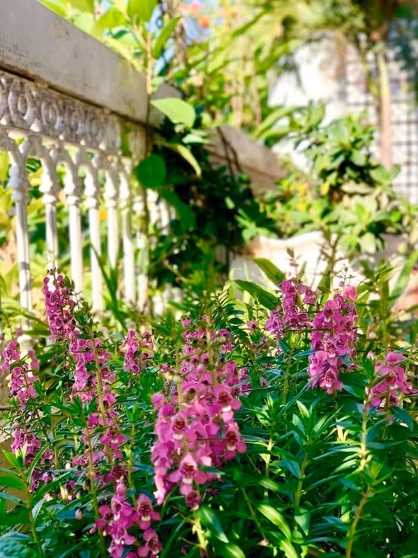 Mỹ Lệ rất yêu thích việc trồng hoa nên có vô vàn các loài hoa từ hoa hồng, mẫu đơn, lan... đua nhau khoe sắc khiến ngôi nhà của nữ ca sĩ luôn ngập tràn những sắc hương.