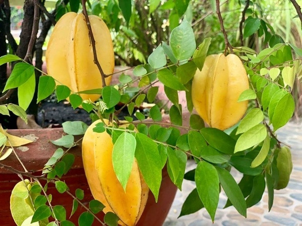 Không chỉ có táo bonsai, Mỹ Lệ còn trồng một chậu cây khế nhỏ quả chín vàng trĩu cây.