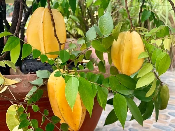 Không chỉ có táo bonsai, Mỹ Lệ còn trồng một chậu cây khế nhỏ quả chín vàng trĩu cây.