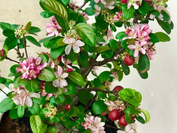 Mỹ Lệ còn tiết lộ cây táo bonsai này cô mua với giá 700 nghìn, hoa đẹp muốn ngất xỉu nên được rất nhiều người yêu thích, có một người mua 1 lúc 5-7 cây nên rất hot.